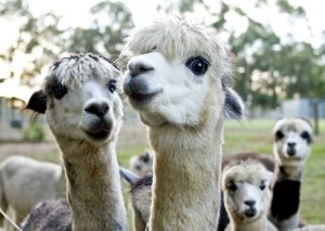 alpaca-herd-01