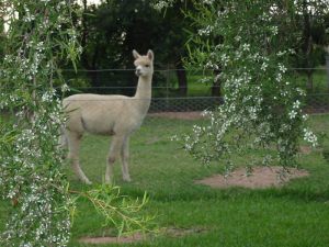 alpaca-herd-02