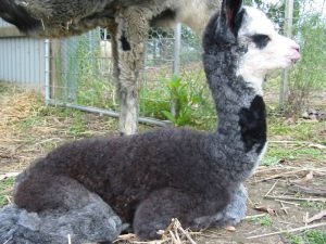 alpaca-herd-03