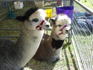 alpaca-herd-04