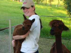 alpaca-herd-05