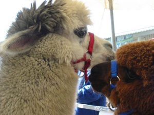 alpaca-herd-06