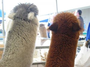 alpaca-herd-07