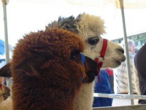 alpaca-herd-08