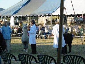alpaca-herd-09