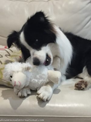Abby_2018