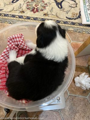 Aengus_and_Chilli-Boy-Week3-IMG_1540