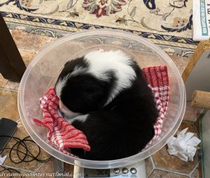 Aengus_and_Chilli-Girl-Week3-IMG_1540
