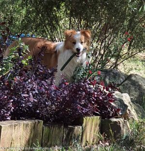Chloe_in_the_garden