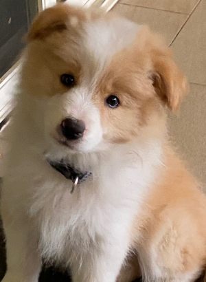 Cinnamon