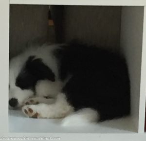 Alfie-IMG_3505