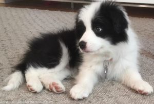 Alfie-IMG_3507
