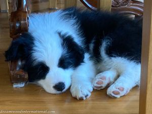 Alfie-IMG_6240