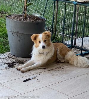 Cinnamon-IMG_7767