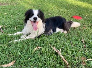 Alfie-IMG_7775