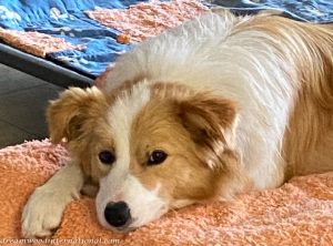 Cinnamon-IMG_7784