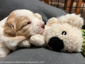 2022-08-18-05-puppy4