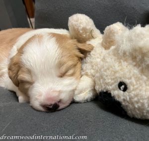 2022-08-18-06-puppy4
