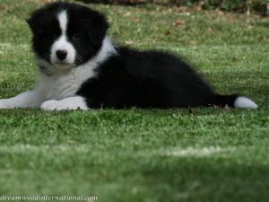 20110915-banjo