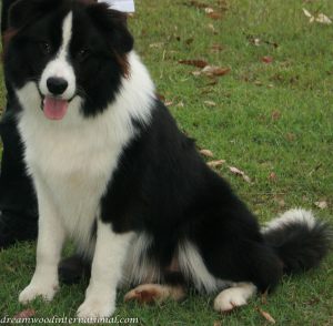 20120225-banjo