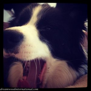 20130714-berni-yawn