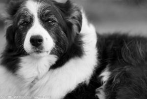20150928-bridie-dps