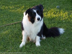 bridie.2011-10-20