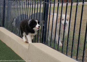 20190425_125856-1-cadie