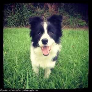 Berni