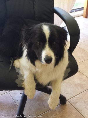 Sophie
