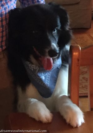 Buddy
