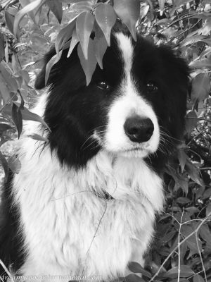 Paddy
