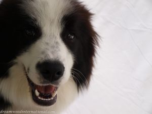 Grooming_Ciaran20090110_19