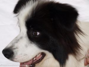 Grooming_Ciaran20090110_29