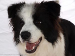 Grooming_Ciaran20090110_54