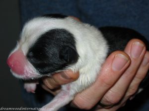 Roisin_puppy_day_1_005