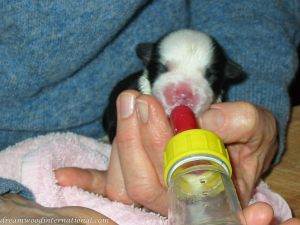 Roisin_puppy_day_1_007
