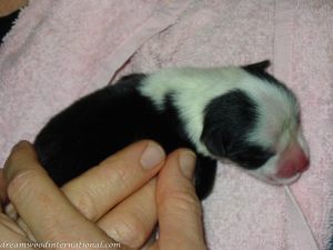 Roisin_puppy_day_1_010