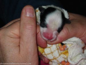Roisin_puppy_day_1_012