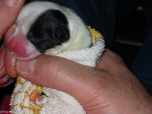 Roisin_puppy_day_1_013