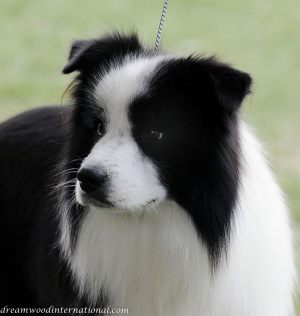 dreamwood_gallagher_head_royal2011-2