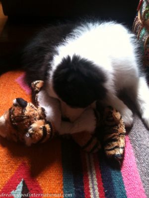 20101004-Tiger