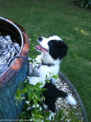 20101112-fountain