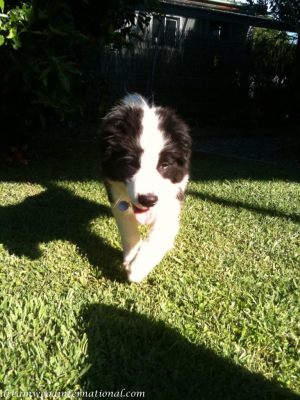 20101112-prowl