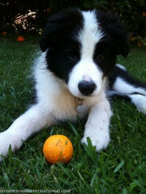 20101113-orange