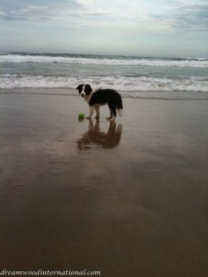 20101113-shadow