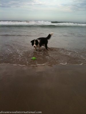 20101113splash