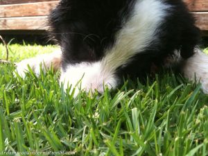 20101114-grass