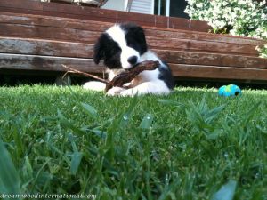 20101114-stick