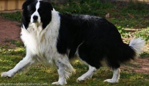 20120820-dreamwood-conor_1